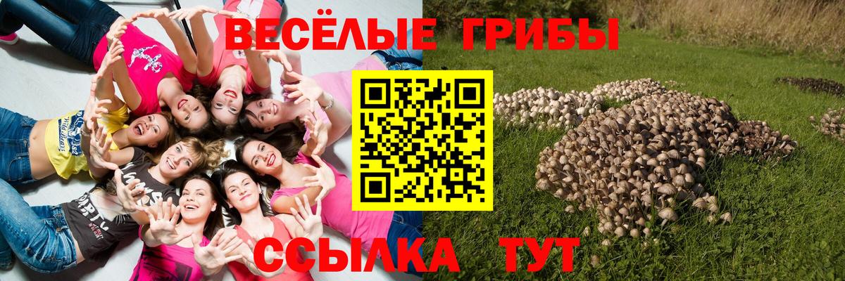 Бор  Псилоцибиновые грибы Psilocybe  Вход с VPN 
