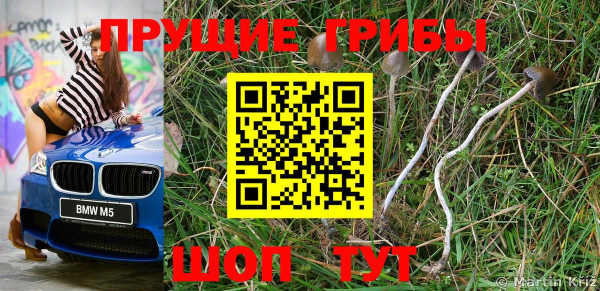 Псилоцибиновые грибы Cubensis Бор